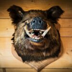 A stuffed boar head mounted on a wall