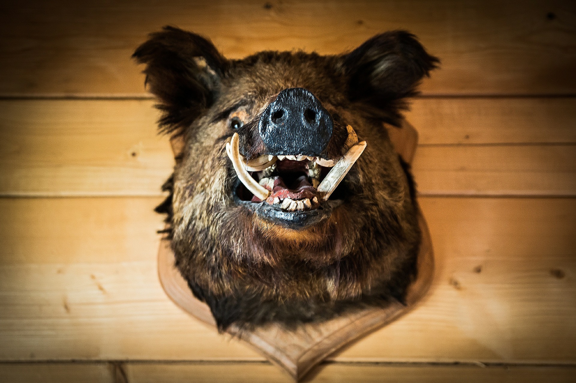 A stuffed boar head mounted on a wall