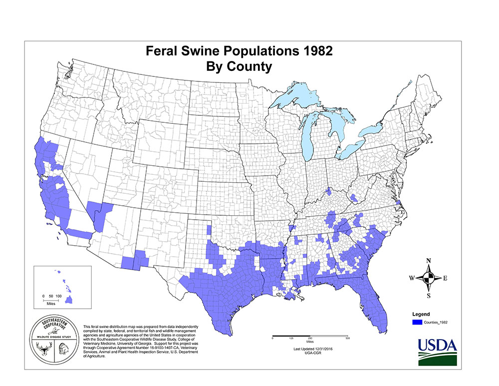 feral swine population