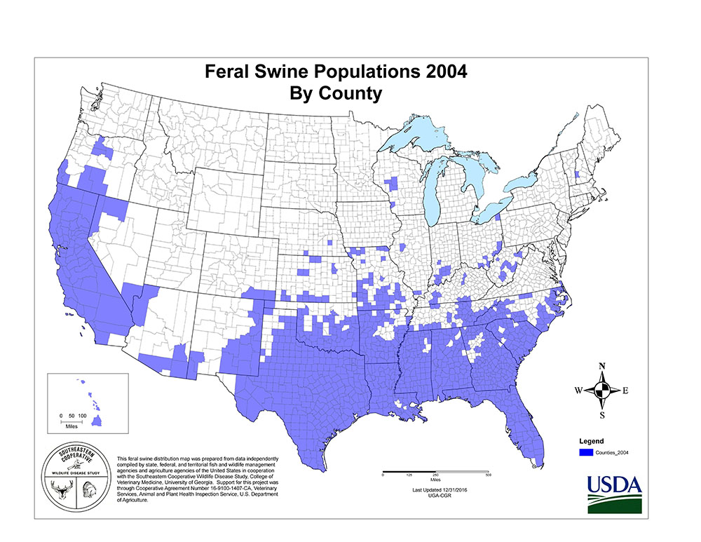 feral swine population