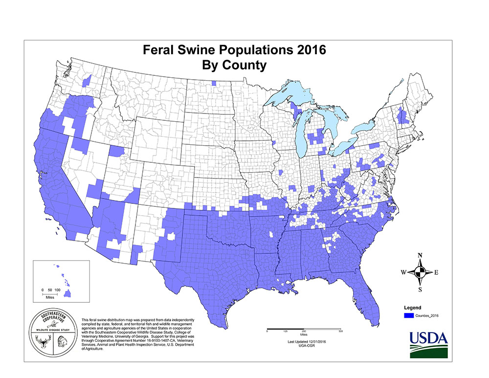 feral swine population