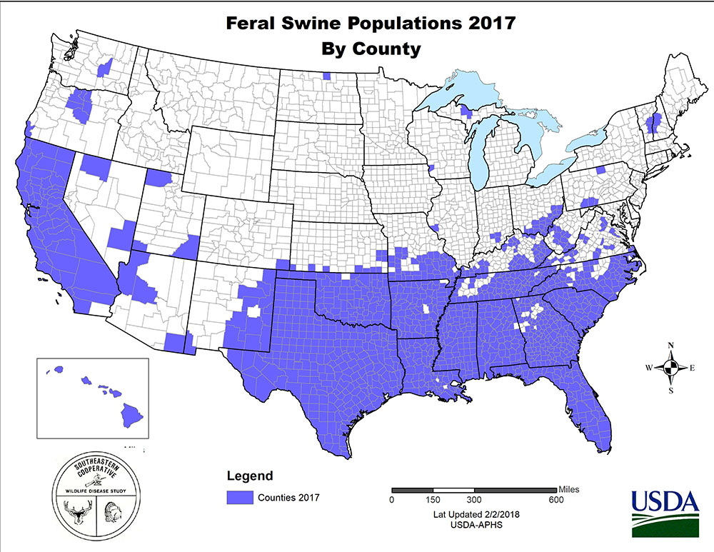 feral swine population