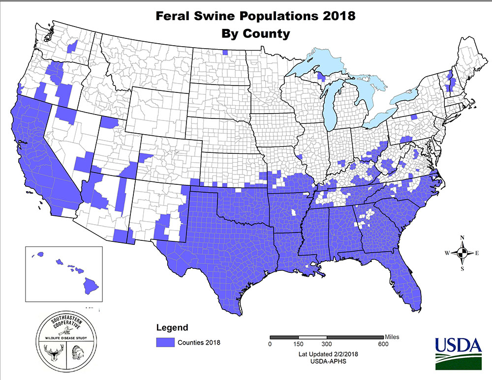 feral swine population