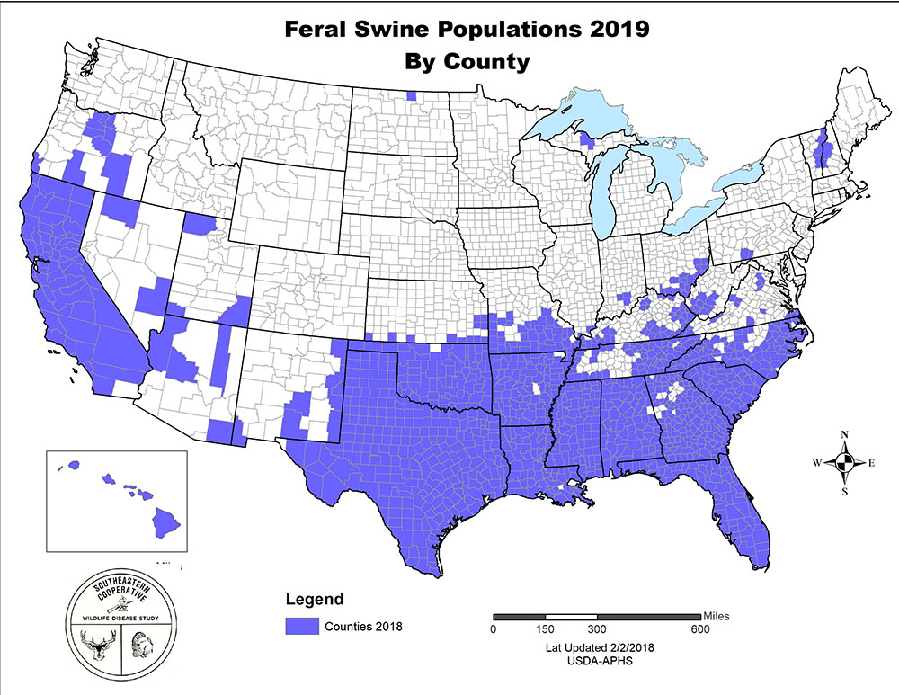 feral swine population