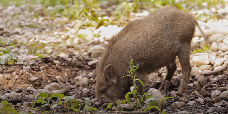 wild boar eating