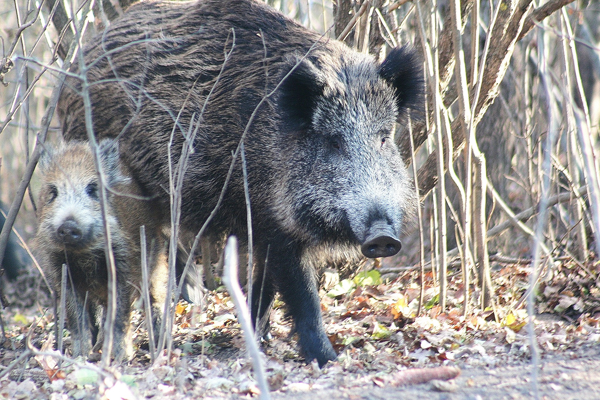 The History Of Wild Boars In America - Wild Boar Outdoors