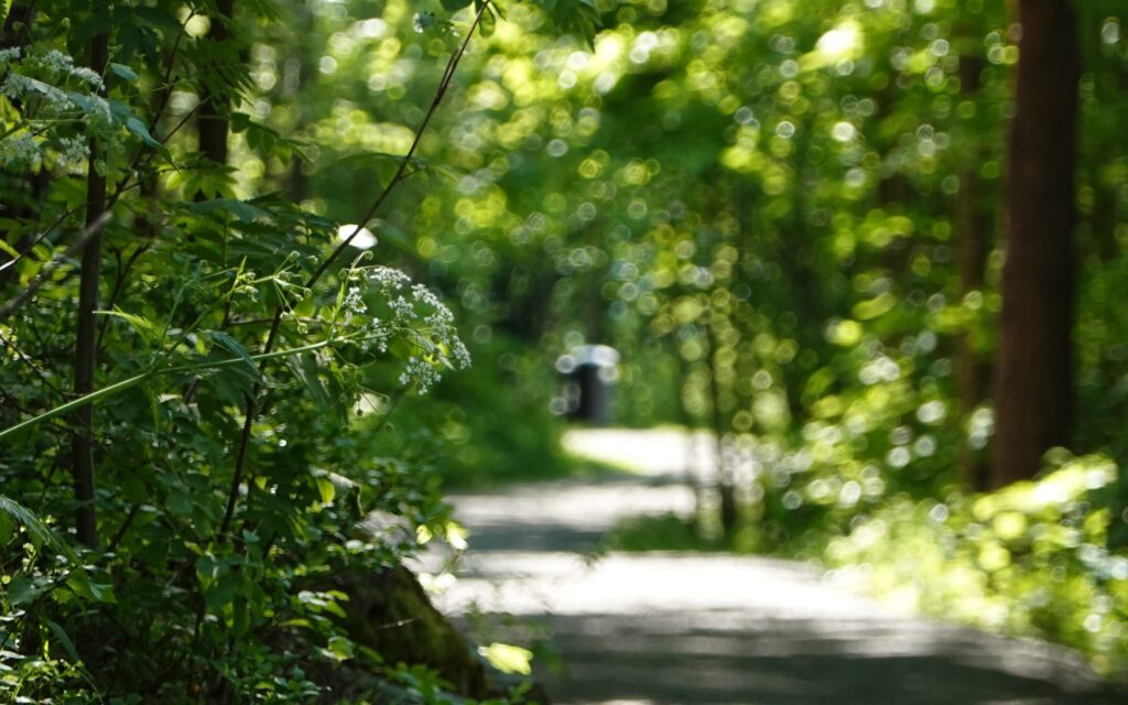 a wooded pathway, blurry